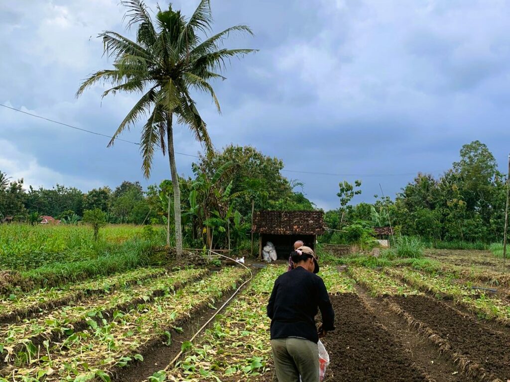 Lahan pertanian di Kabupaten Gunungkidul